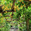 Lemon Garden of Sorrento