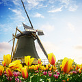 one dutch windmill over  tulips