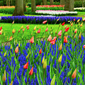 Tulips and bluebells